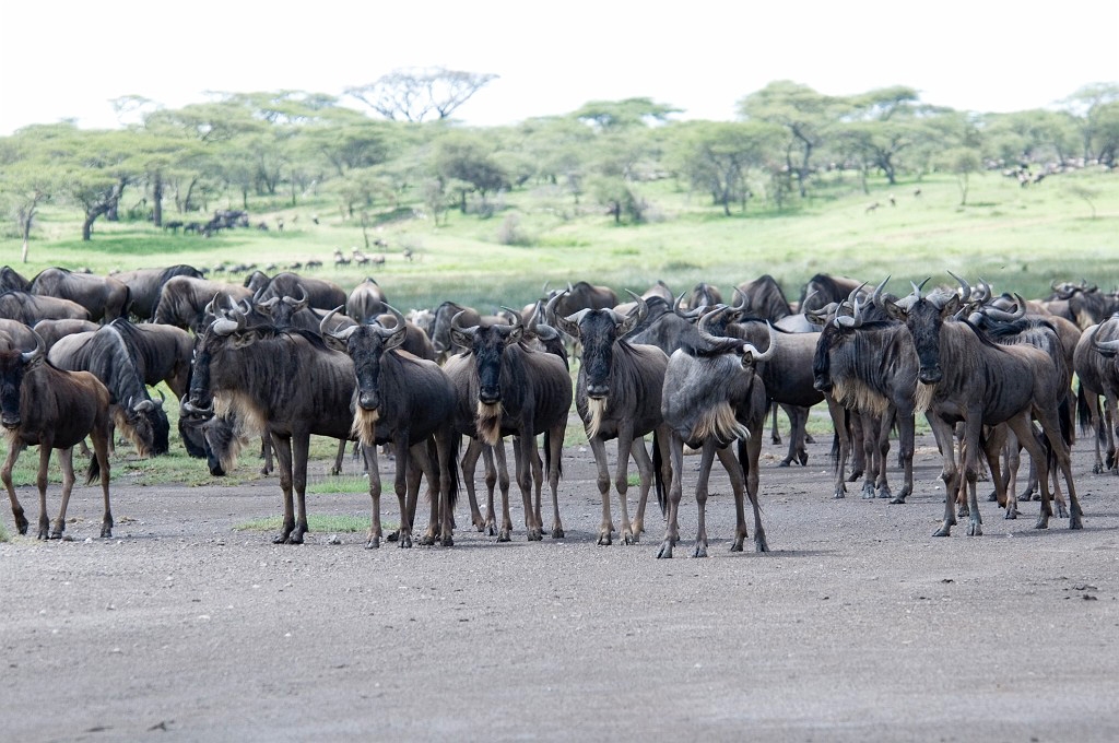 Ndutu Gnu flok09.jpg - Blue Wilderbeest (Connochaetus taurinus), Tanzania March 2006